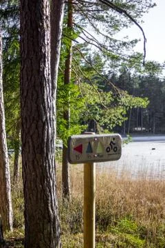 Sunny Spring Day in the Forest Photos