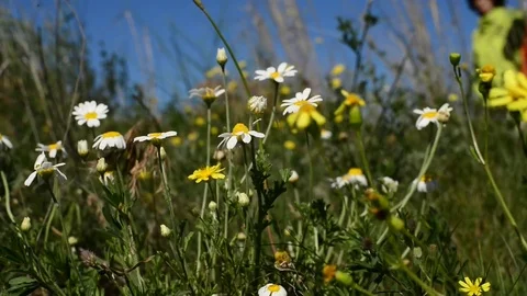 Sunny spring day on the meadow Stock Footage 73359431