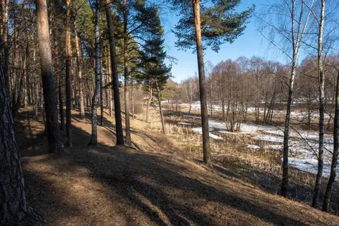 A sunny spring day in a mixed forest with a blue sky. Stock Photos