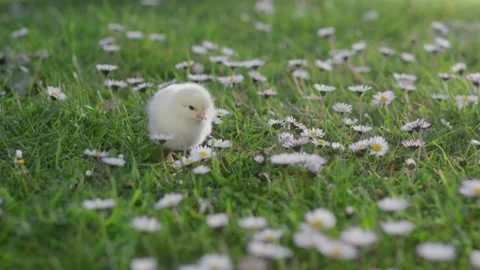 Sunny spring day, newborn yellow chicken walks on green grass in nature Stock Footage 179501962