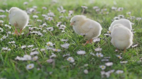 Sunny spring day, newborn yellow chicks are walking on green grass Stock Footage 179510185