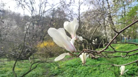 A sunny spring day in the park. Flowering trees with white magnolia flowers Stock Footage 239091828
