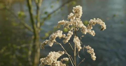 A sunny spring day. A river is flowing. Wild ducks. Stock Footage 322678237