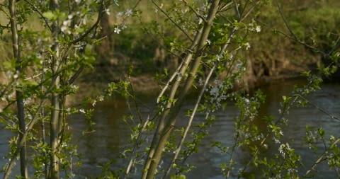 A sunny spring day. A river is flowing. Wild ducks. Stock Footage 322678975