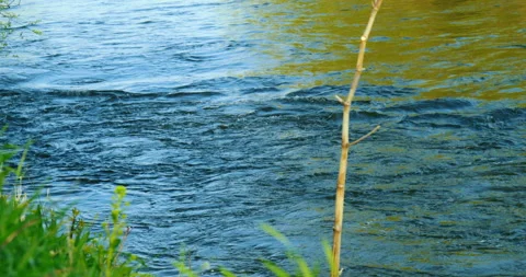 A sunny spring day. A river is flowing. Wild ducks. Stock Footage 322679963