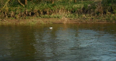 A sunny spring day. A river is flowing. Wild ducks. Stock Footage 322683129