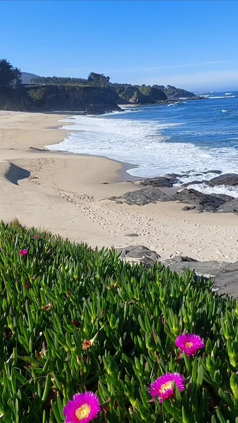 Sunny Spring Day at a Wild Beach in Galicia, Spain, with Blooming Coastal Fl 스톡 동영상 333416664
