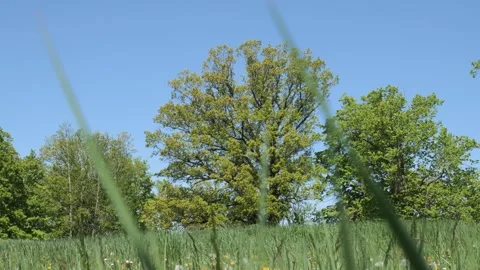Sunny Spring Field and Trees, grass, light wind 库存影片 243998481