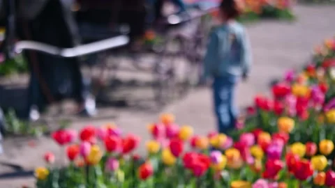 Sunny spring flower garden. Stock-Footage 328243761