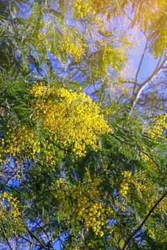Sunny spring flowers. Branches of Acacia dealbata tree ( mimosa ) Stock Photos
