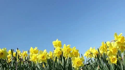 Sunny Spring Stock Footage 22801699