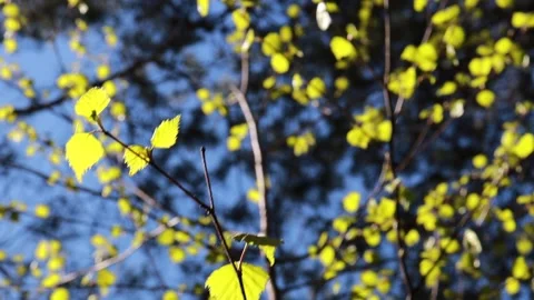 Sunny spring Stock Footage