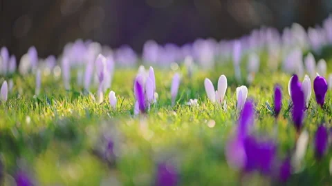 Sunny spring forest with blooming white crocuses, peaceful nature background, 4K Stock Footage 334131958