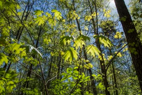 Sunny spring forest Stock Photos