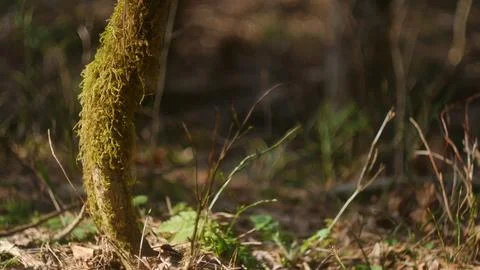 Sunny spring in the forest Stock Photos
