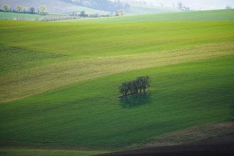 Sunny spring green fields Stock Photos