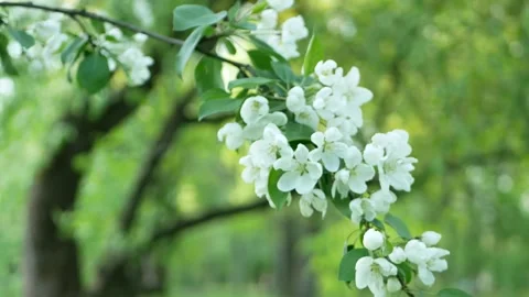 Sunny spring landscape - flowering apple orchard. Video stock 243427057