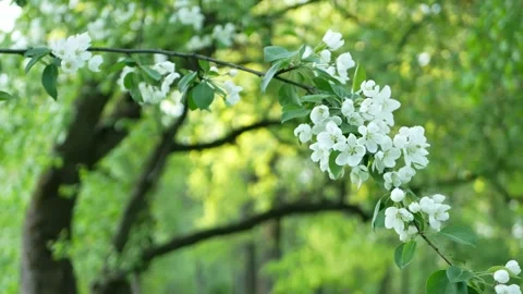 Sunny spring landscape - flowering apple orchard. Stock Footage 243427542