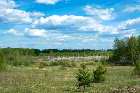 Sunny spring landscape. Stock Photos