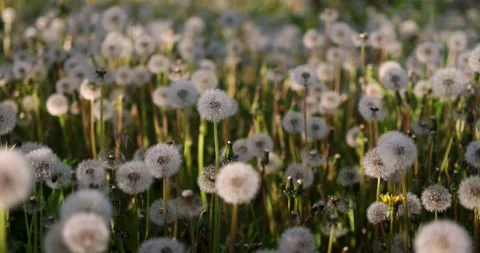 Sunny spring lawn covered with fluffy dandelion blowballs at sunset Stock Footage 154756586