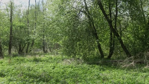 Sunny Spring Meadow with Branches – Peaceful Countryside Nature Stock Footage 308397014