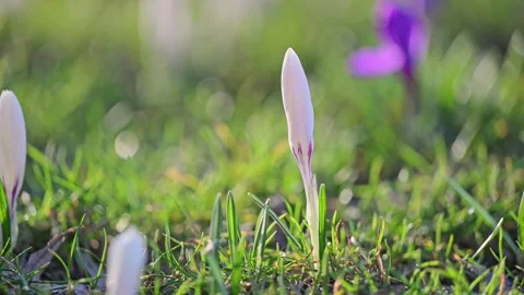 Sunny spring meadow with purple and white crocuses swaying in a gentle breeze Stock Footage 297900238