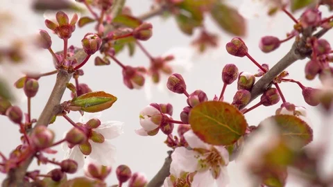 Sunny Spring Morning in Cherry Garden Stock Footage 84092283
