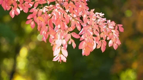 Sunny spring morning Stock Footage 122577621