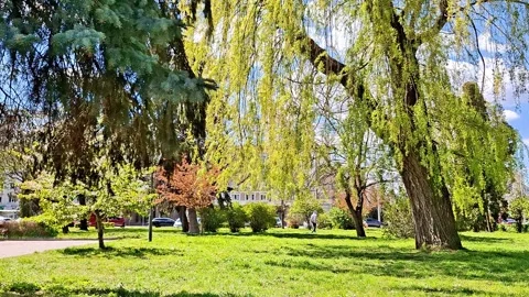 Sunny Spring Park With Flowing Willow Trees and Green Grass 動画素材 336164505