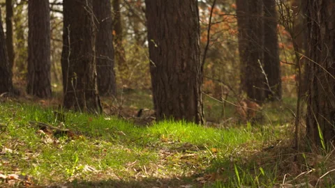 Sunny spring pine forest, grass swaying, tree shadows and light play Stock Footage 332725188