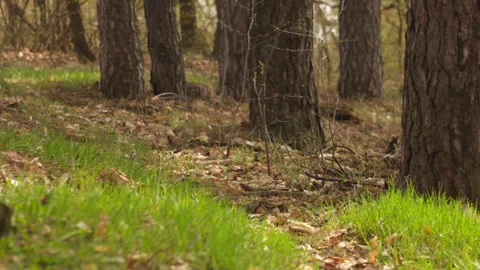 Sunny spring pine forest, grass swaying, tree shadows and light play Stock-Footage 332725291