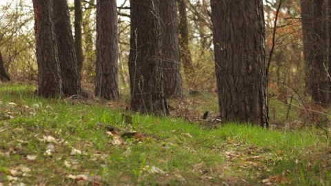 Sunny spring pine forest, grass swaying, tree shadows and light play Video stock 332725304