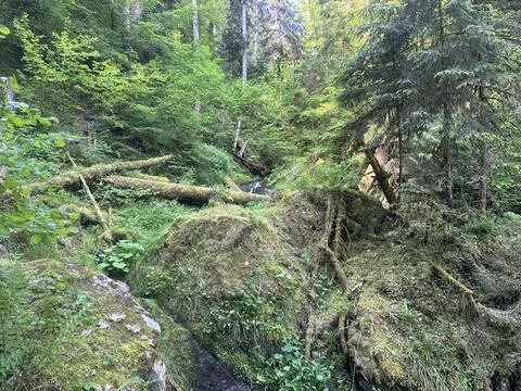 Sunny spring river surrounded by green forest and natural landscape Stock Photos