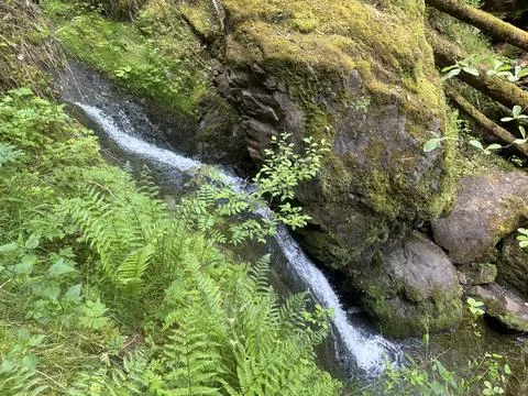 Sunny spring river surrounded by green forest and natural landscape Stock Photos