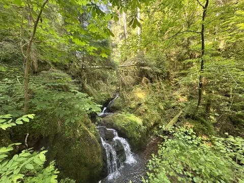 Sunny spring river surrounded by green forest and natural landscape Stock Photos