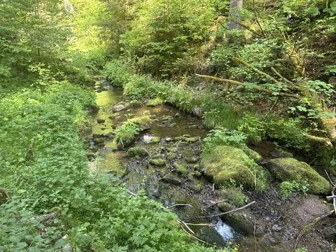 Sunny spring river surrounded by green forest and natural landscape Stock Photos