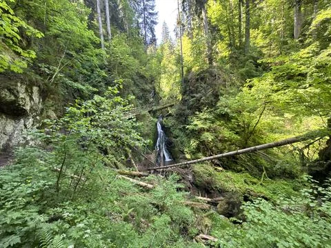 Sunny spring river surrounded by green forest and natural landscape Stock Photos