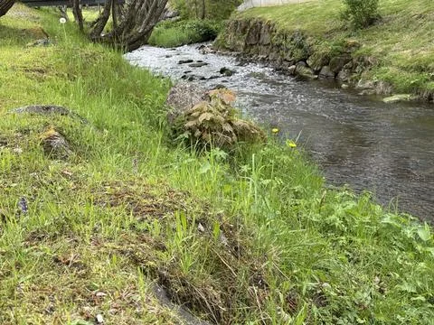 Sunny spring river surrounded by green forest and natural landscape Stock Photos