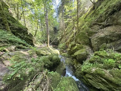 Sunny spring river surrounded by green forest and natural landscape Stock Photos