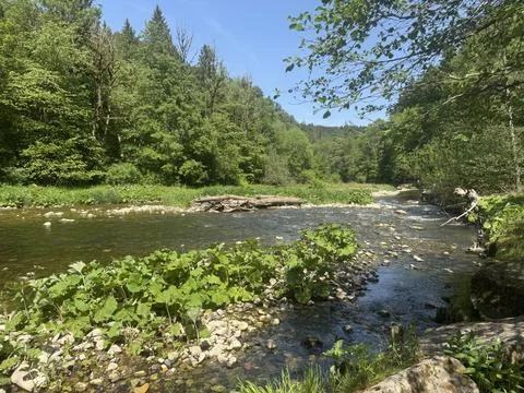 Sunny spring river surrounded by green forest and natural landscape Stock Photos