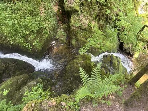 Sunny spring river surrounded by green forest and natural landscape Stock Photos