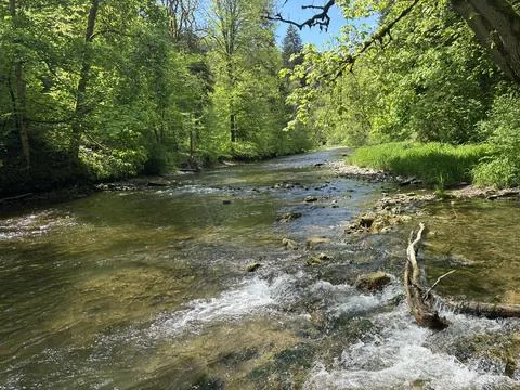 Sunny spring river surrounded by green forest and natural landscape Stock Photos