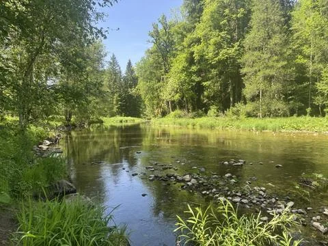 Sunny spring river surrounded by green forest and natural landscape Stock Photos