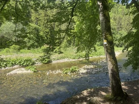 Sunny spring river surrounded by green forest and natural landscape Stock Photos