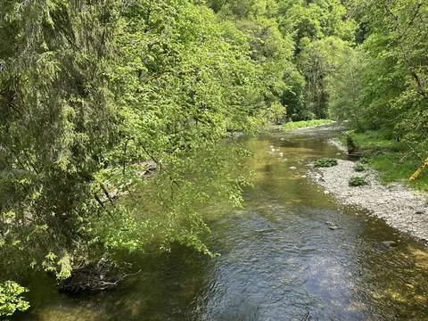 Sunny spring river surrounded by green forest and natural landscape Stock Photos