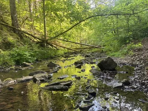 Sunny spring river surrounded by green forest and natural landscape Stock Photos