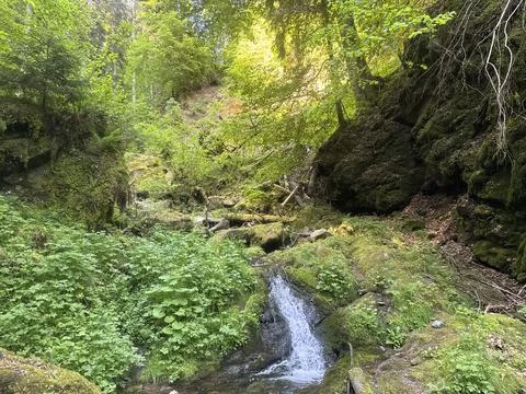 Sunny spring river surrounded by green forest and natural landscape Stock Photos