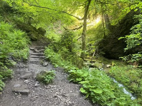 Sunny spring river surrounded by green forest and natural landscape Stock Photos