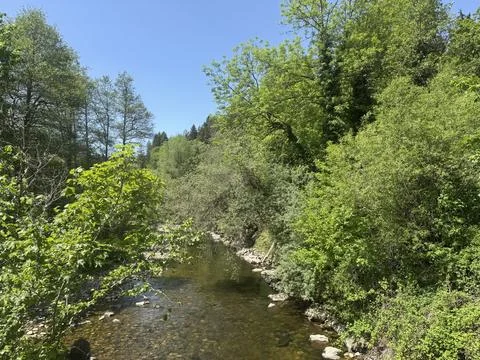 Sunny spring river surrounded by green forest and natural landscape Stock Photos