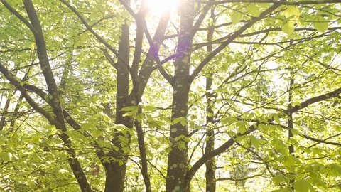 Sunny spring season beech tree in motion 스톡 동영상 129772415